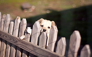 yellow Labrador retriever puppy near brown wooden fence